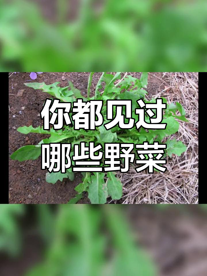 常见野菜大揭秘,你认识几种?