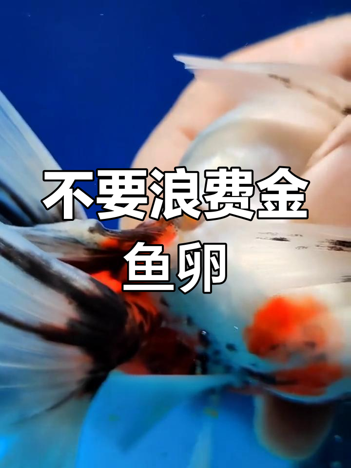 金鱼排卵后如何处理?