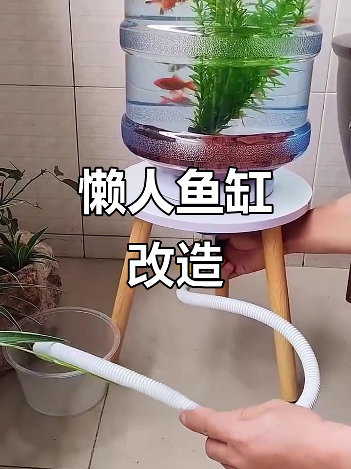 用纯净水桶做鱼缸,一键排污换水,懒人养鱼新法!