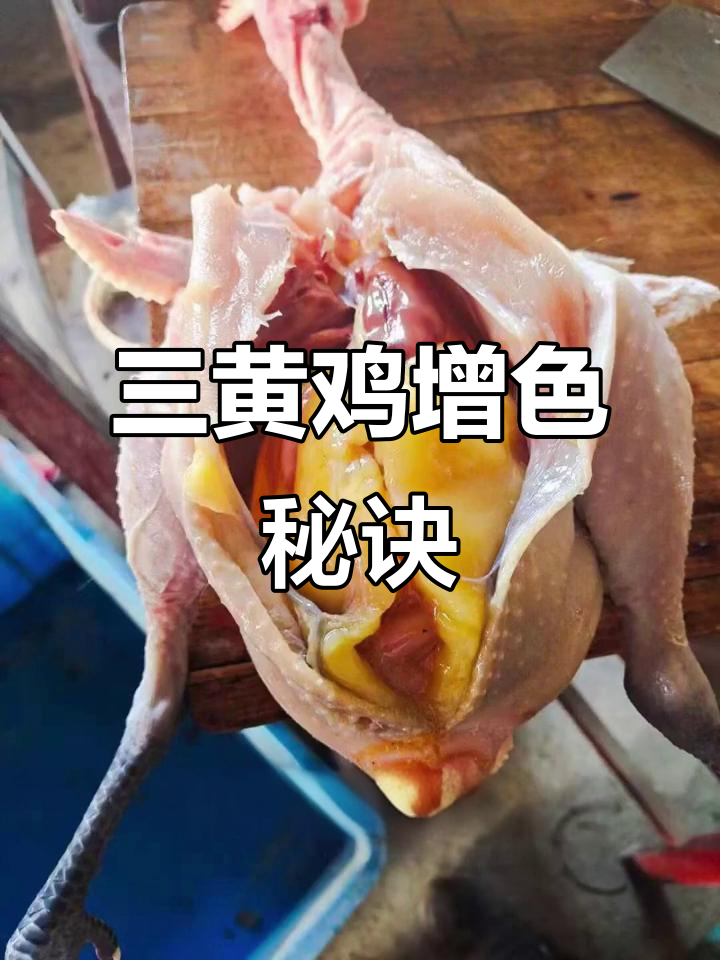 黄油宝让三黄鸡更肥美,皮黄腿黄油满满