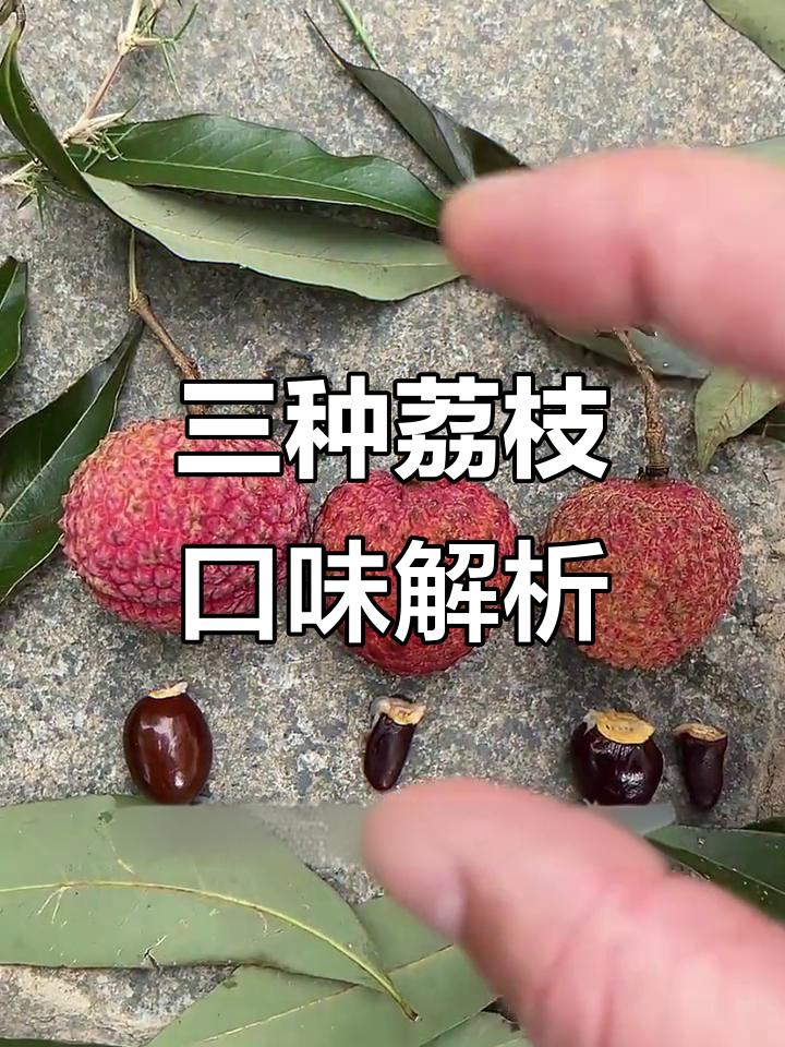 荔枝品种大揭秘:桂味、糯米糍与鸡酒,口感差异你知道吗?