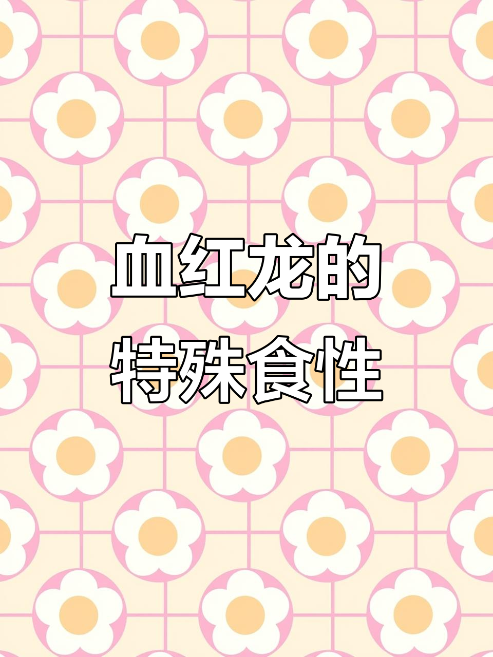 稀有血红龙竟只吃大虾，淡水鱼也能这么娇贵