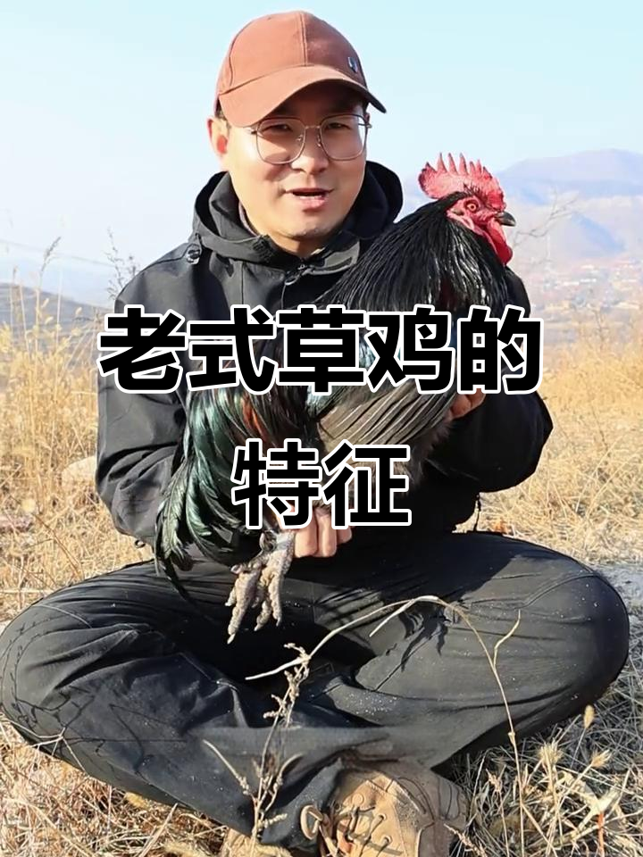 山村老草鸡,毛色油亮、冠子小巧,传统风味满满