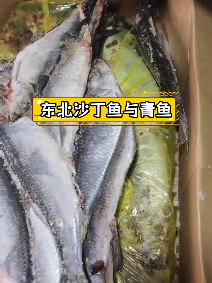 东北三省沙丁鱼与青鱼的差异,顺丰冷链配送