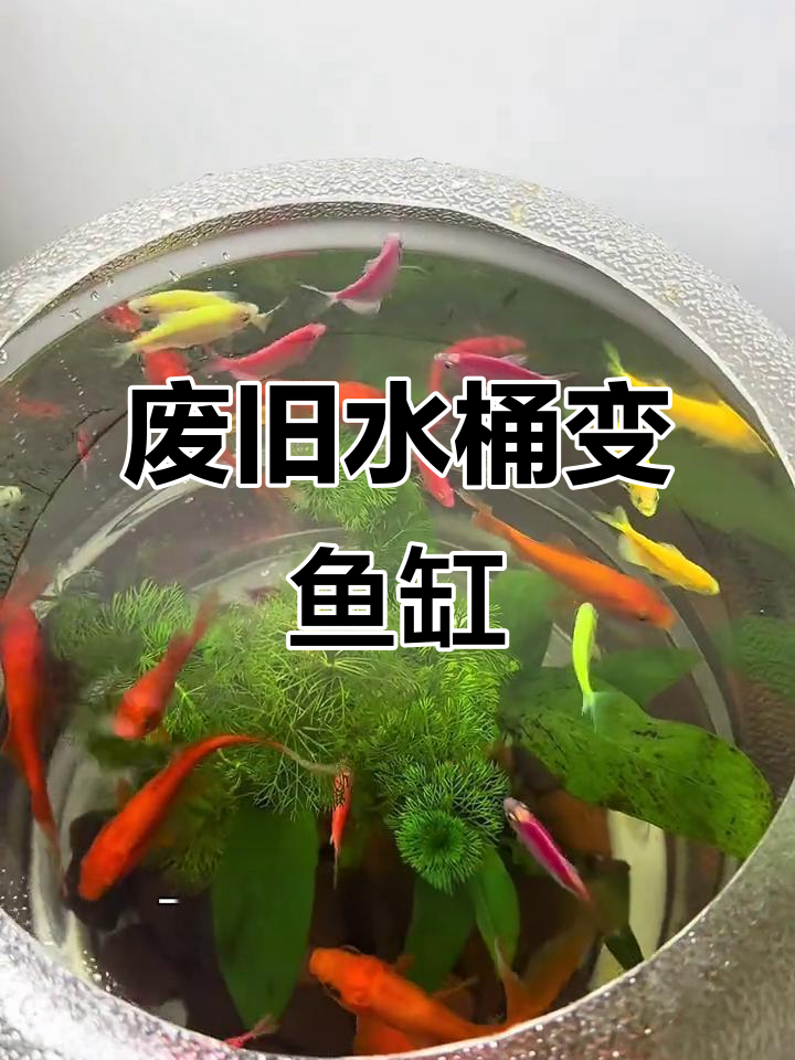 低成本DIY矿泉水桶鱼缸,简单又实用