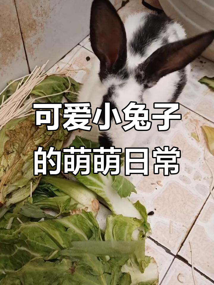 小兔子竖耳蹦跳,萌态十足,爱吃萝卜青菜