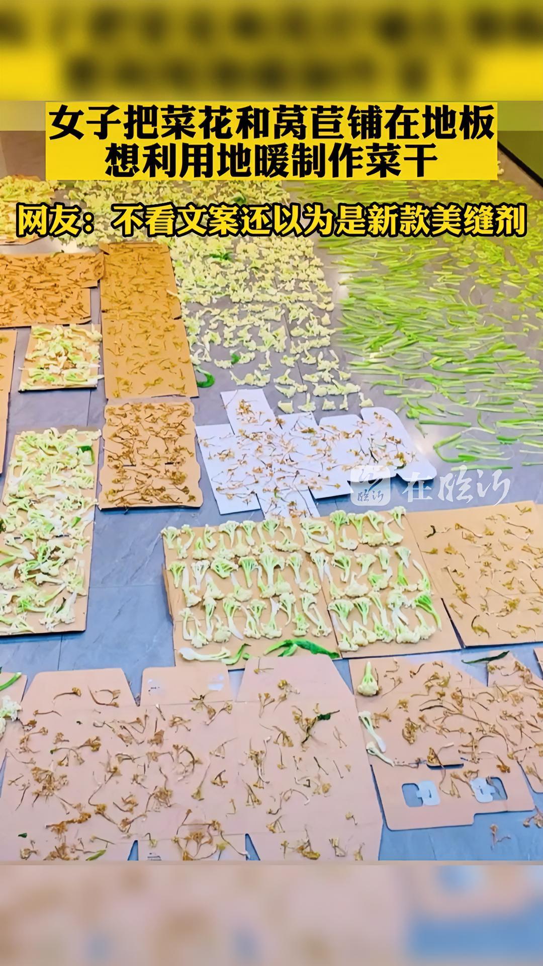 女子把菜花和莴苣铺在地板上,想利用地暖制作菜干,网友:不看文案以为是新款美缝剂!这操作都看