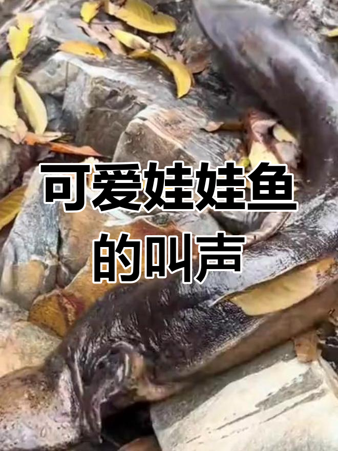 人工养殖娃娃鱼,叫声萌翻了!