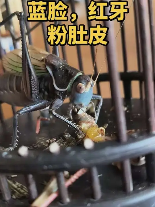 种系纯正的铁皮蝈蝈,奏响独特鸣虫文化之音