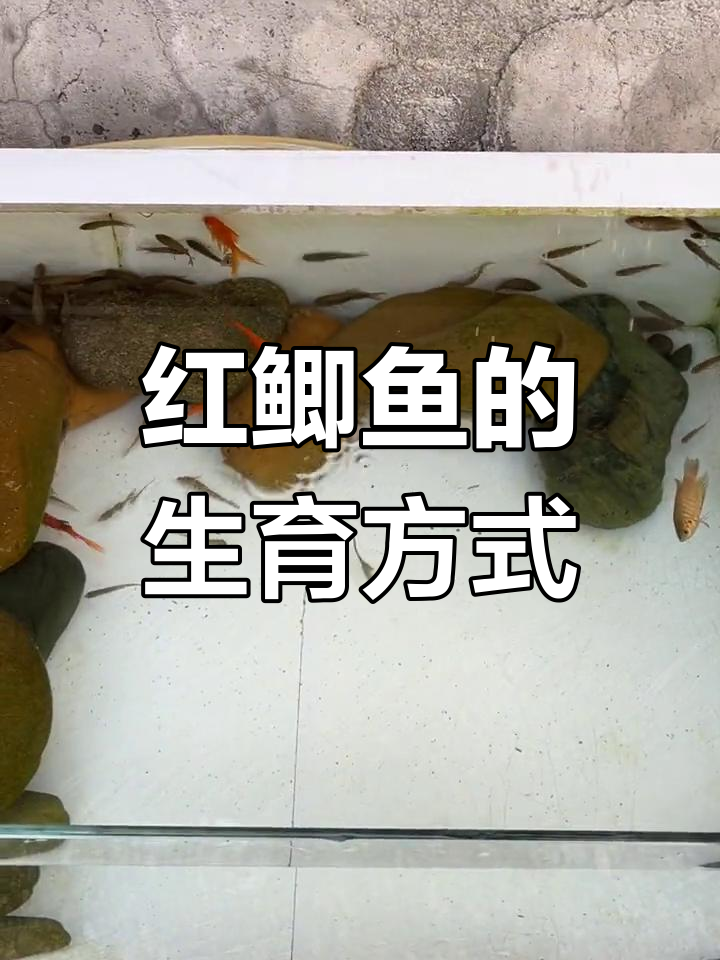 红鲫鱼竟然这样生宝宝,太神奇了!