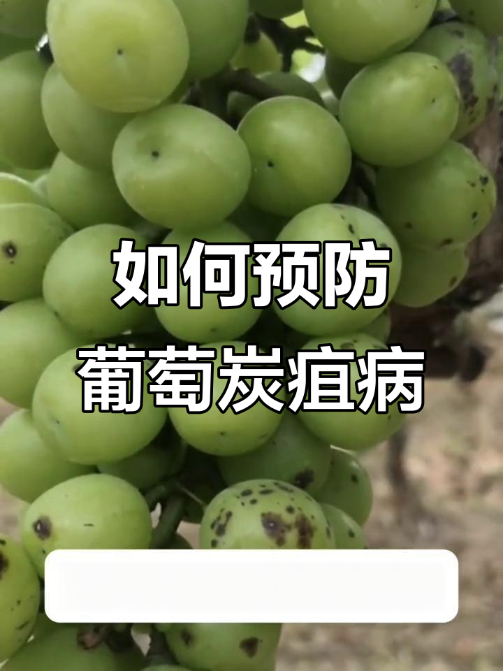 葡萄炭疽病防治全攻略:关键期和药物选择技巧
