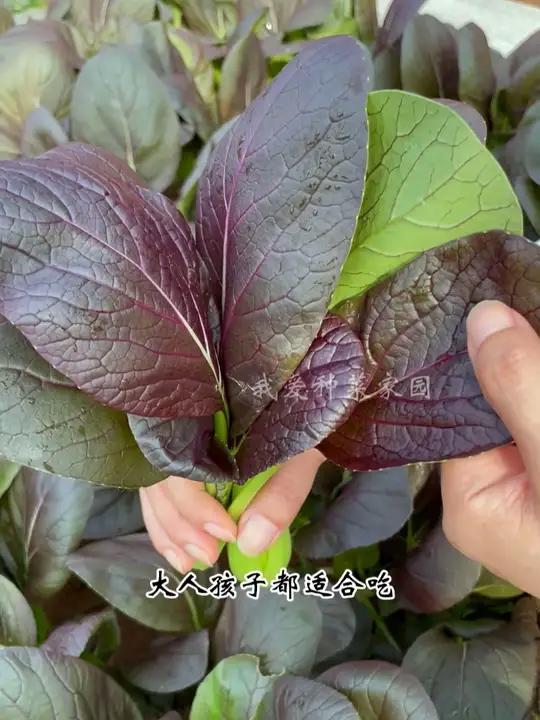 紫油菜营养丰富口感好,你也种上吧 田园生活 我的菜园子 紫油菜