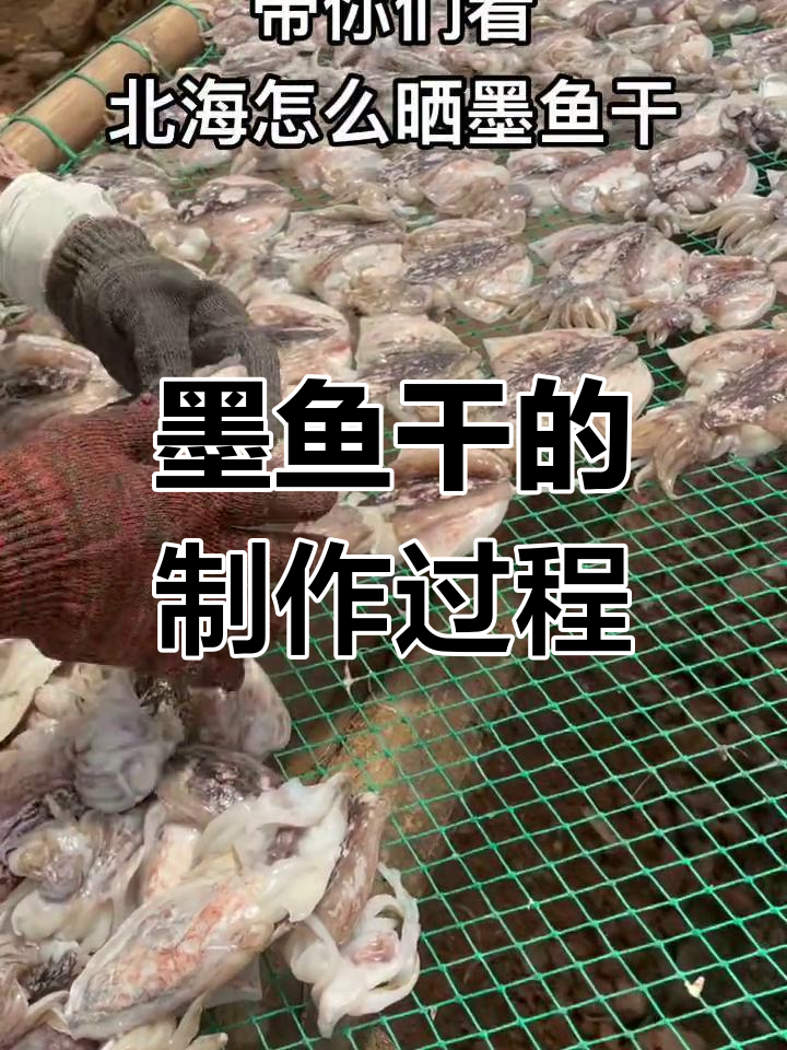 北海墨鱼晒干全过程,天然海鲜的晾晒工艺