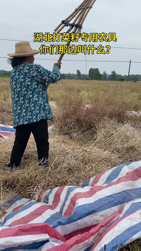 多久没见过农村打菜籽场景了?感受耕耘后的收获!