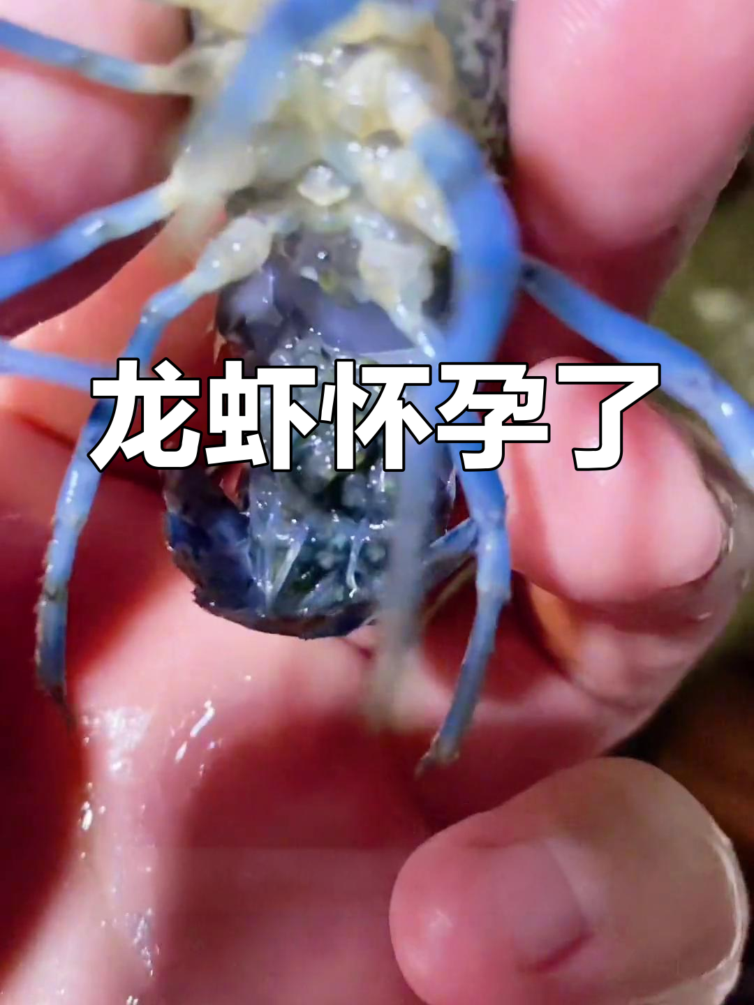 龙纹虾怀孕,肚子里藏着小宝宝,行动变慢傻乎乎