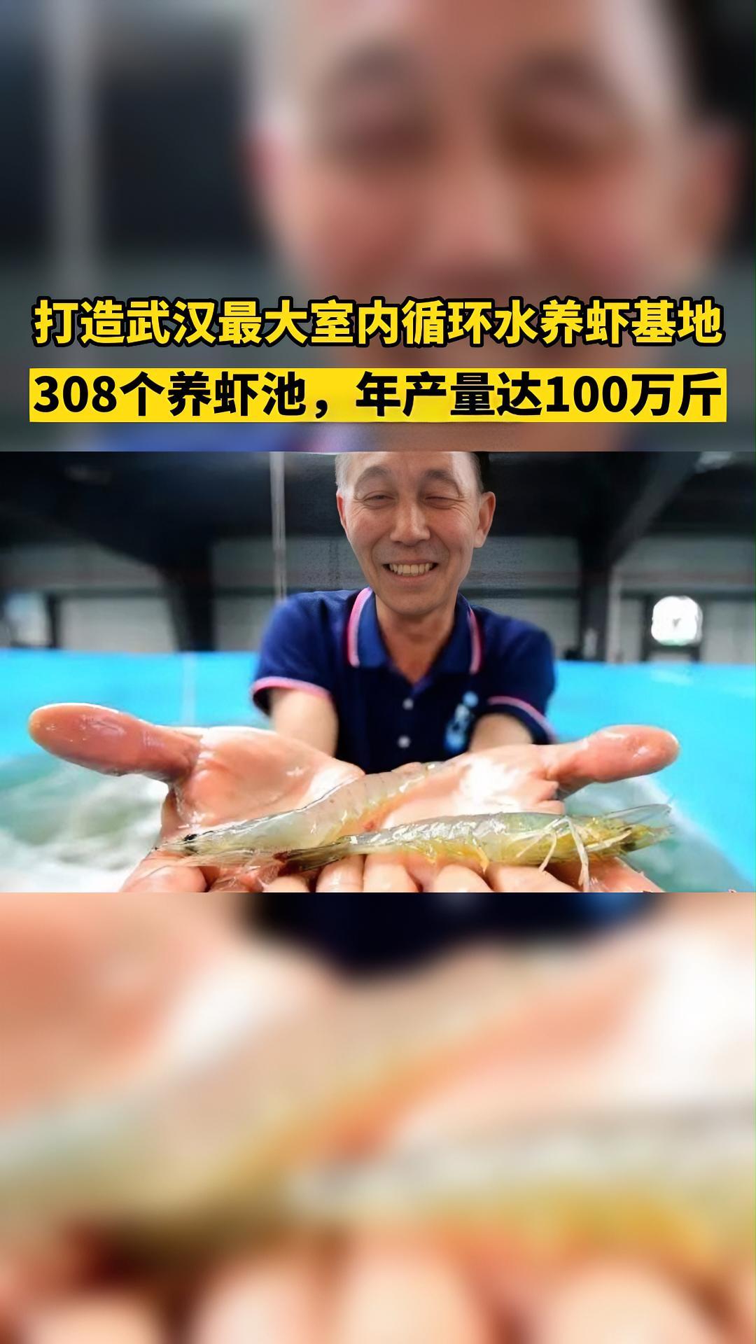 308个养虾池,年产量达100万斤!武汉这个室内养虾工场,很厉害!水产 南美白对虾养殖
