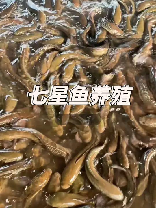 养了180天的七星鱼能长多大?高密度养殖的背后颠覆你的想象!饲养七星鱼的第180天,看一下