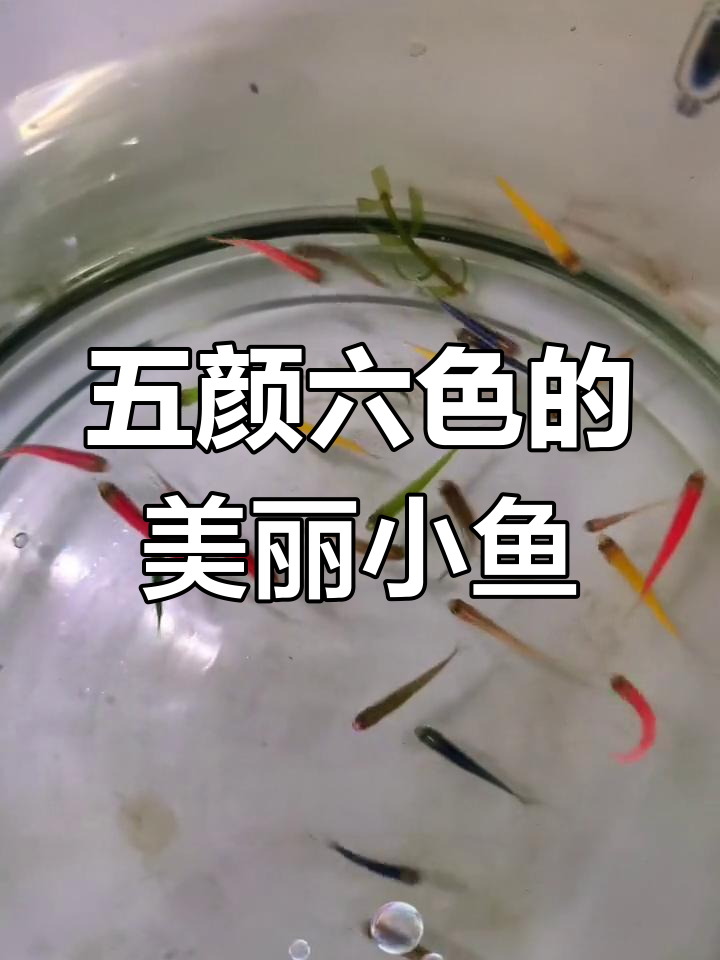 七彩斑马鱼,色彩如梦似幻