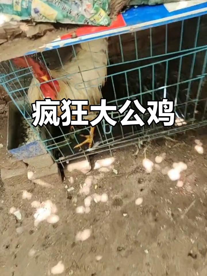 这只大公鸡太狂了,竟然会跳舞打鸣!