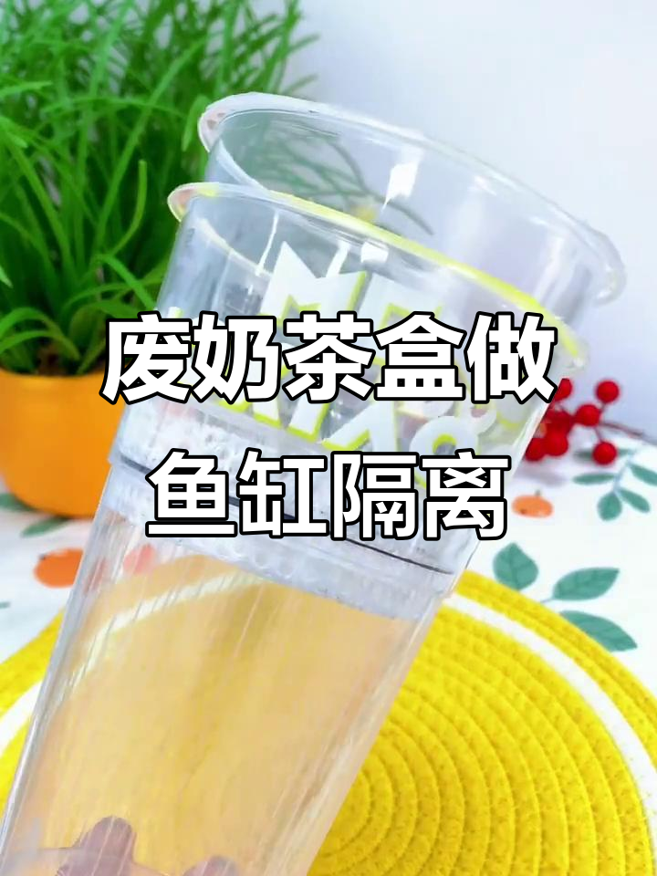 废奶茶盒变鱼缸隔离器,简单又实用