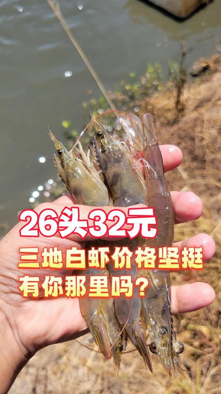新年将至,白虾价格有没有希望再上一层?!不少业者看好 南美白对虾养殖 水产