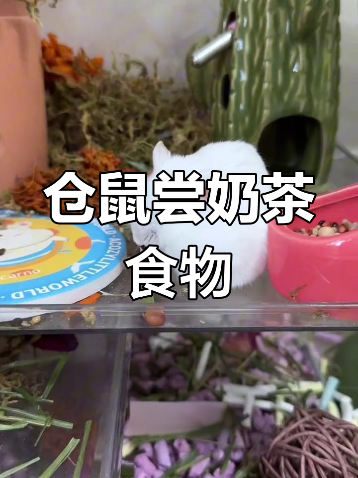 仓鼠吃奶茶里的珍珠、布丁和椰果