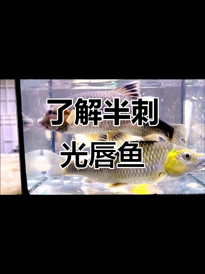 半刺光唇鱼的独特魅力,探秘这种美丽鱼类