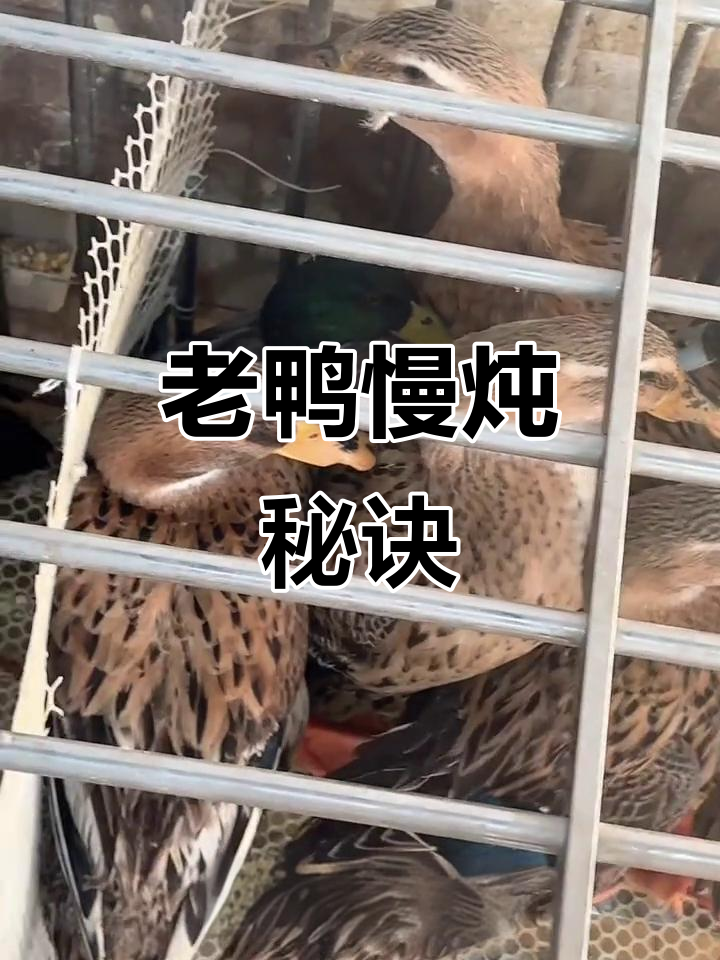 推荐老鸭,高压锅炖煮20分钟,鲜美入味无需焯水