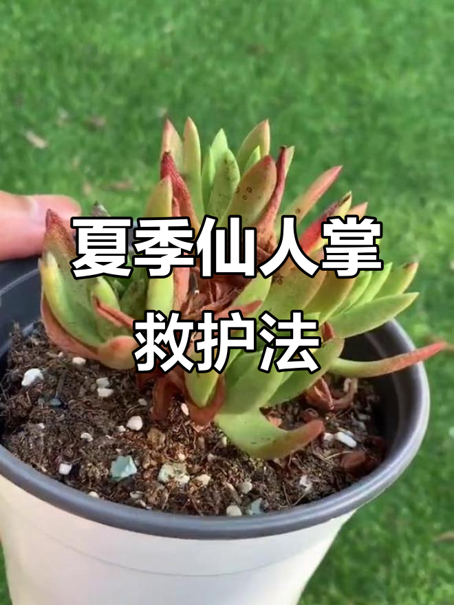 夏天仙人掌不生长?试试空调房调节温度,轻松唤醒它!