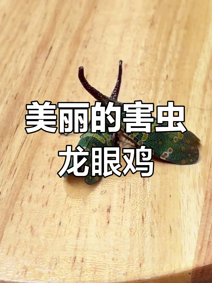 龙眼鸡:美丽却致命的果树害虫,吸食龙眼树枝干枯