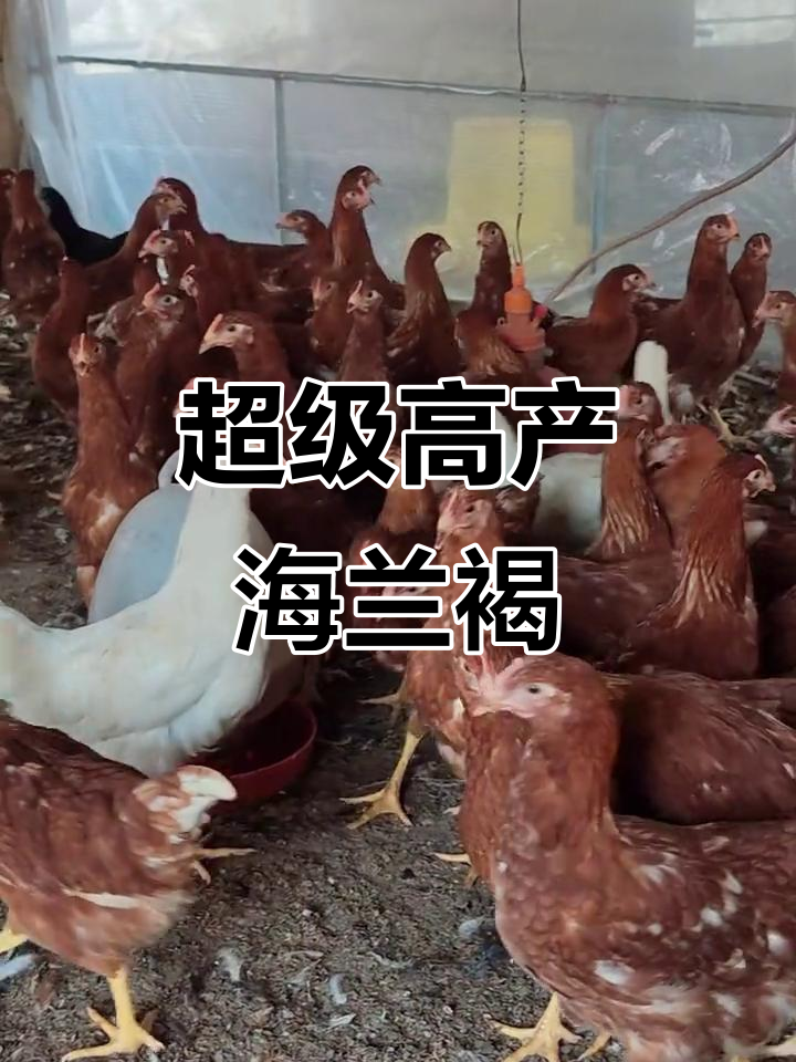 海兰褐蛋鸡:一天一个,超能生!