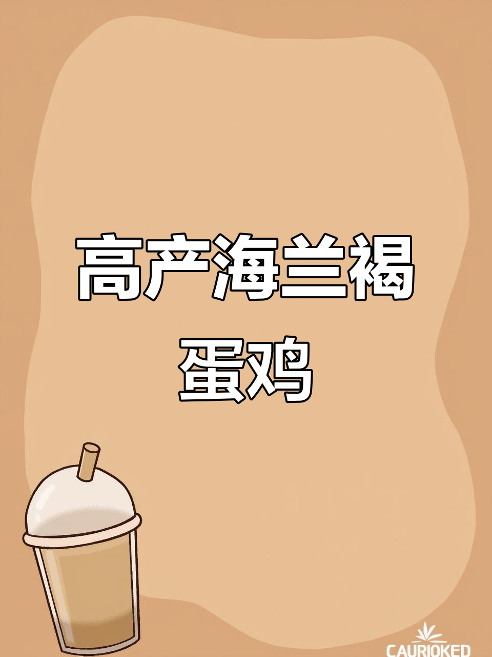 海兰褐蛋鸡:高产如战斗机,一年300个鸡蛋轻松搞定