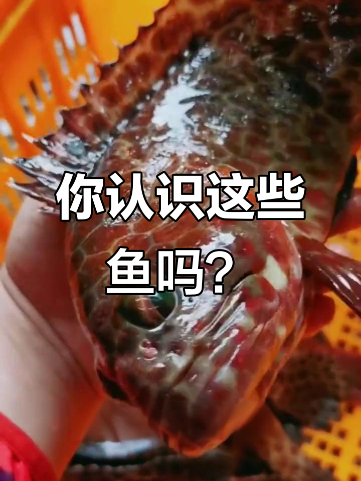 各种鱼的价格大揭秘,东星斑到白乌鱼的全方位盘点