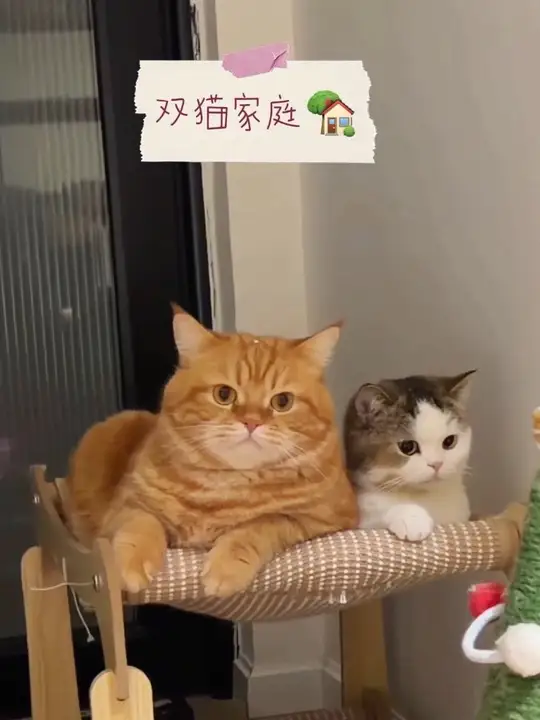 毛茸茸贴着毛绒绒是什么感觉呀