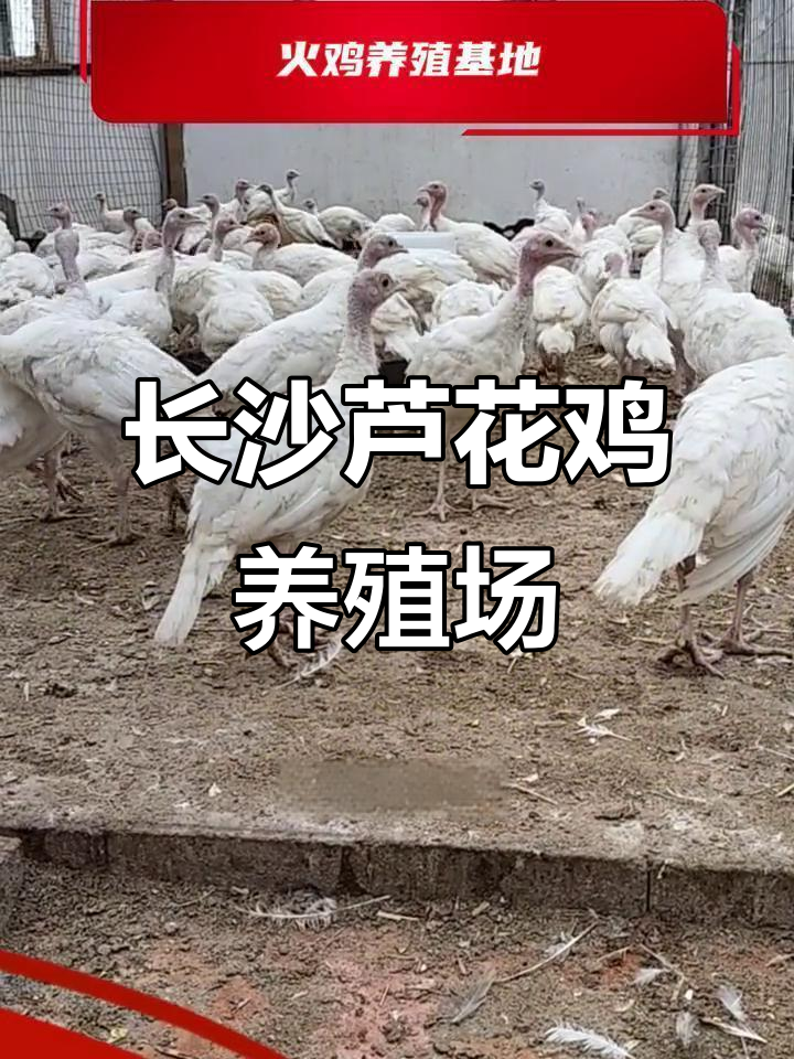 长沙市芦花鸡养殖基地,生态放养健康美味