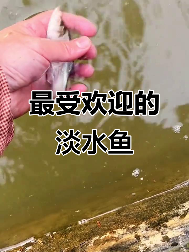 70、80、90后公认最美味的淡水鱼,你中意哪一款?