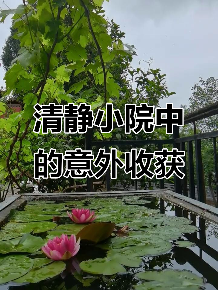 古香庭院里的意外惊喜,影壁墙与鲤鱼池的完美结合