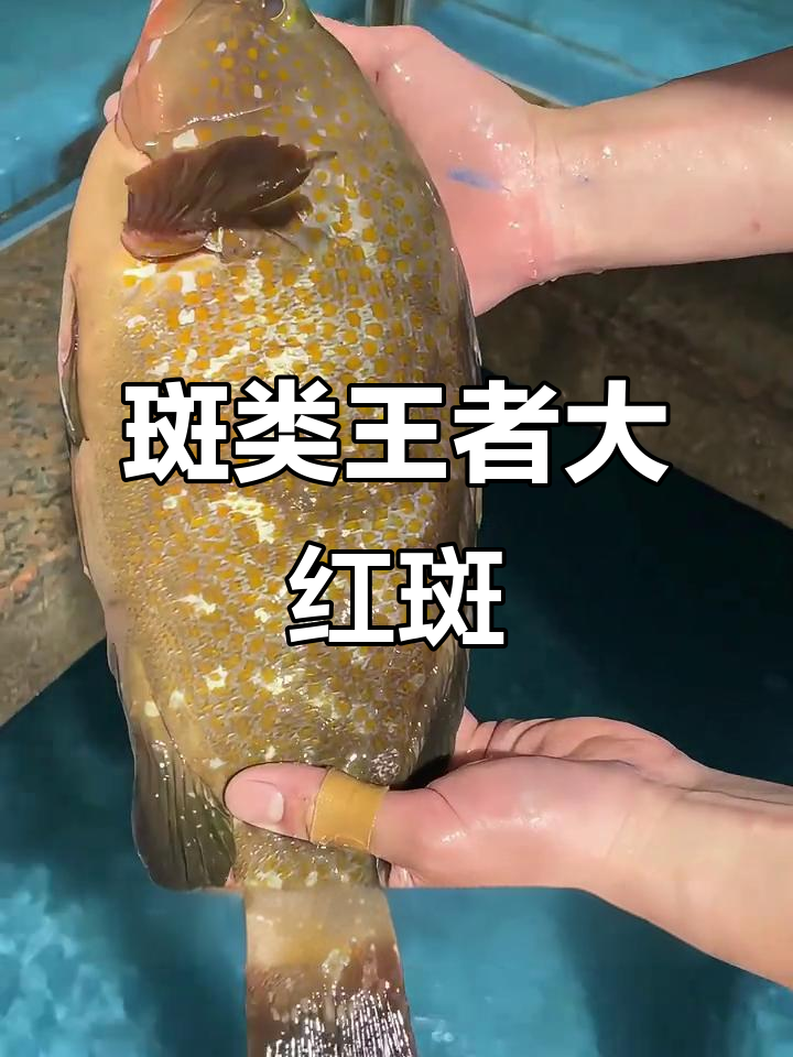 大红斑鱼:海鲜中的劳斯莱斯,三斤多矮钓极品