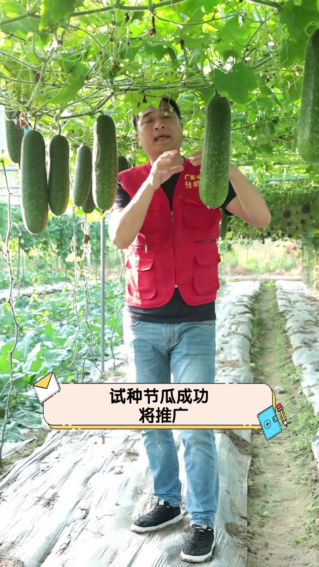 试种节瓜成功,将推广