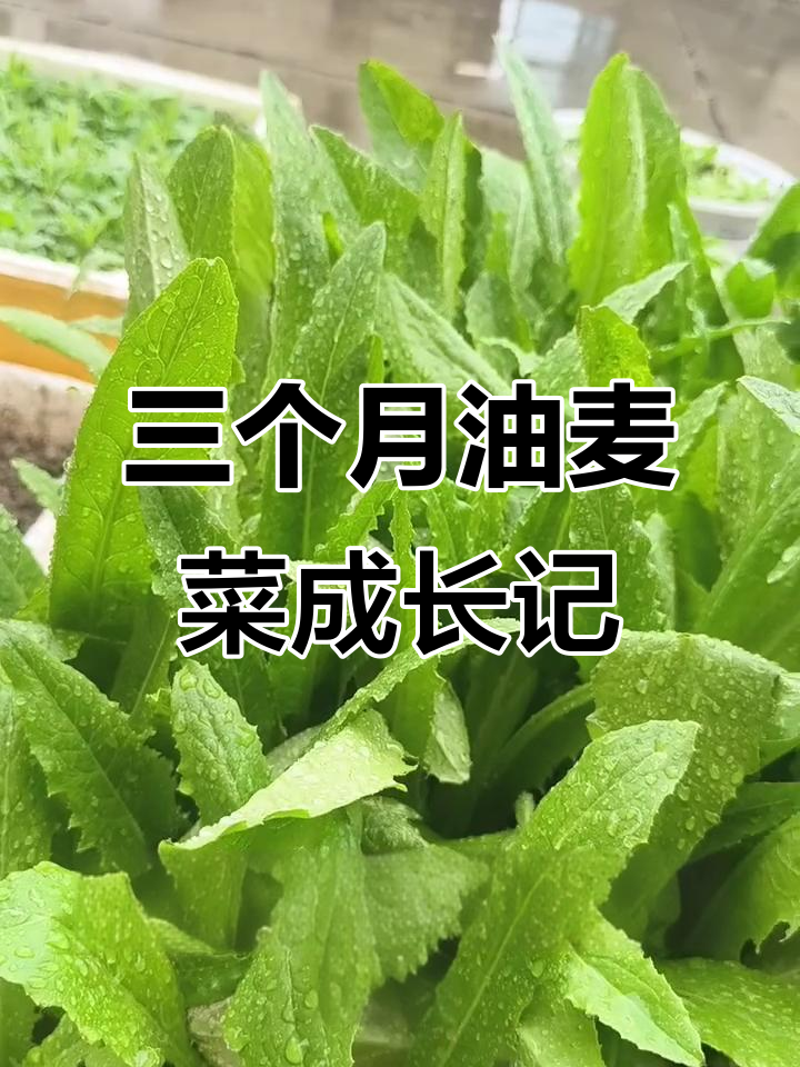 油麦菜三个月生长全纪录,从泡沫箱到餐桌的转变