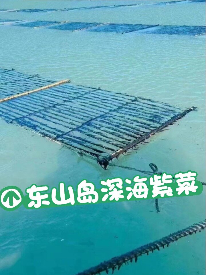 清澈的海水里生长的紫菜东山岛头水紫菜季