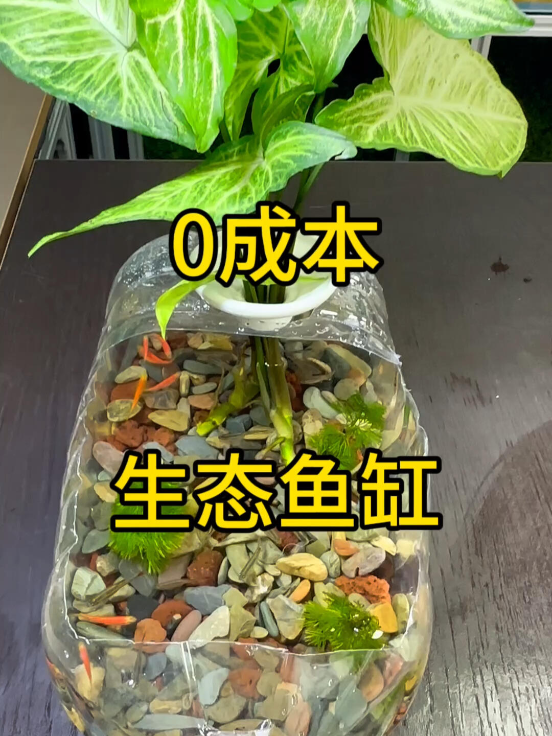 0成本生态鱼缸制作教程