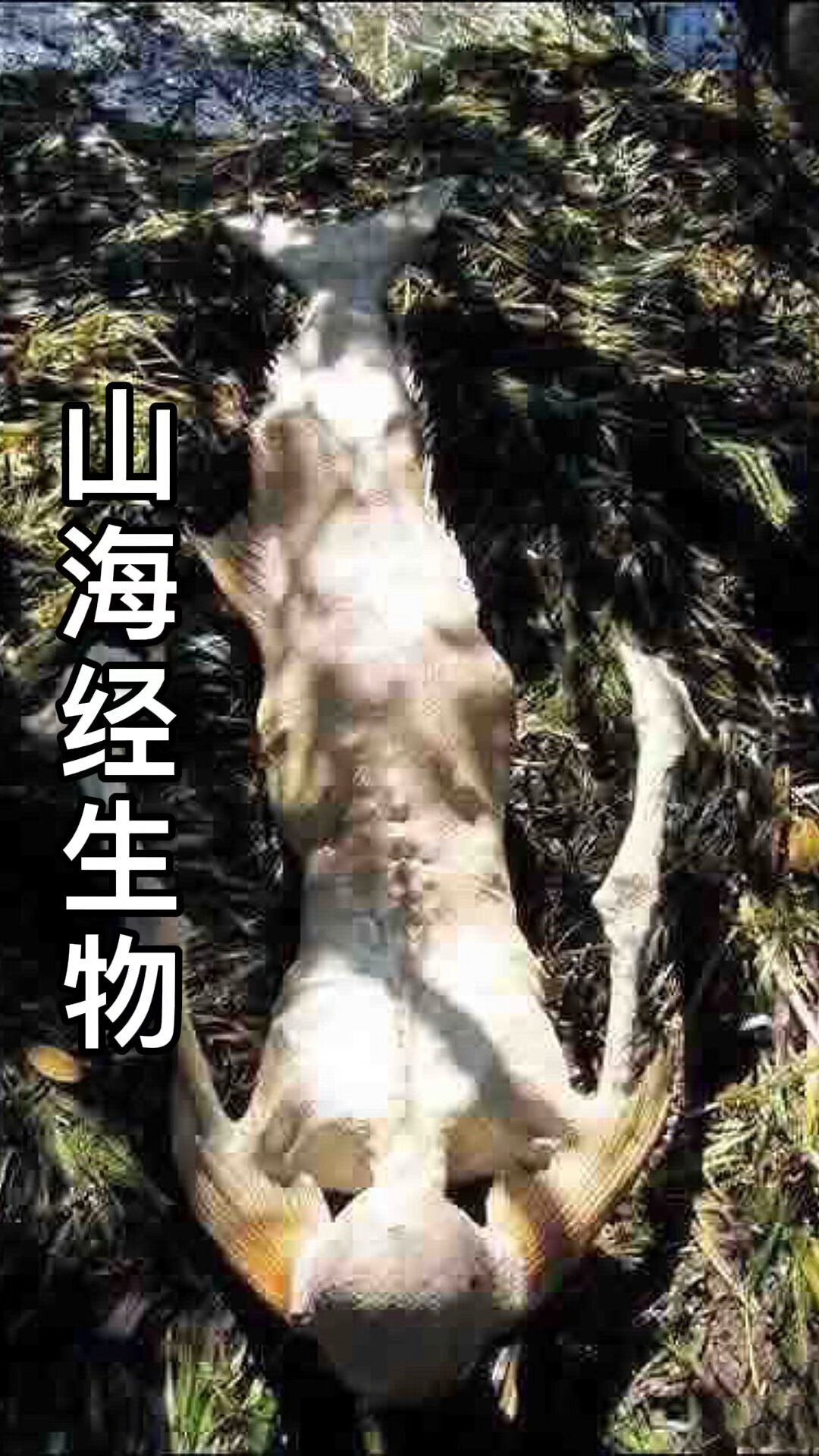 山海经里的人鱼、鸟人
