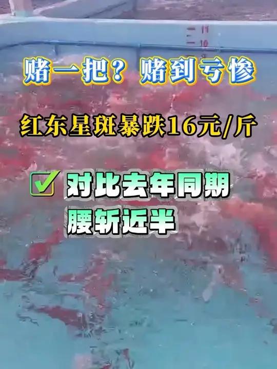 东星斑消费主要靠福建、广东一带的宴席酒席带动，一旦节日需求未能消化如此大的供应，价格便更难