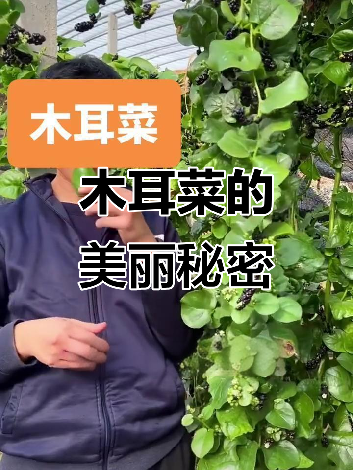 木耳菜:古代女子的天然腮红,现代人的美容新宠