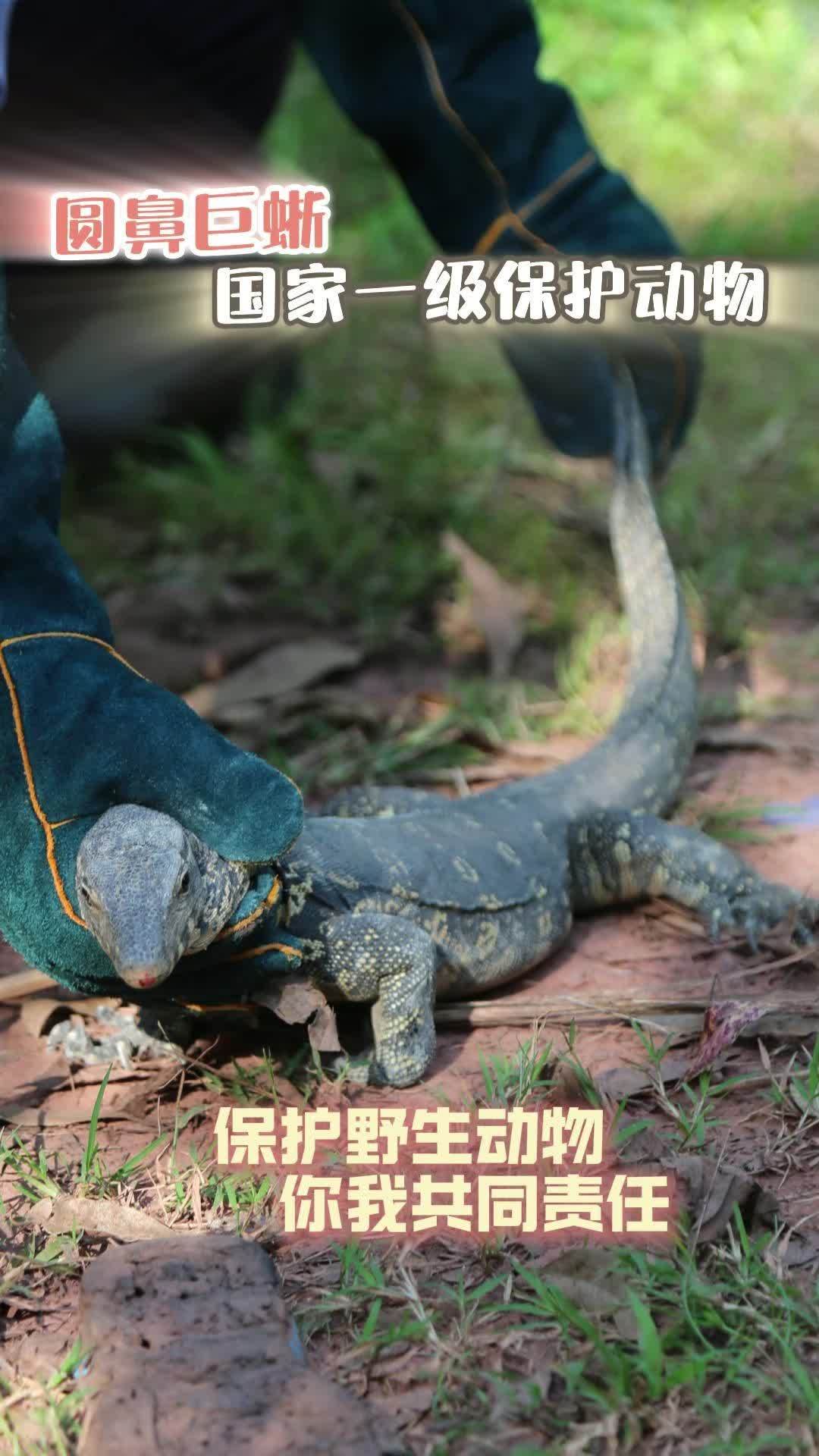 “五爪金龙”意外造访警民携手暖心救援 守护有一种叫云南的生活 野生动物零距离。近日,普洱市