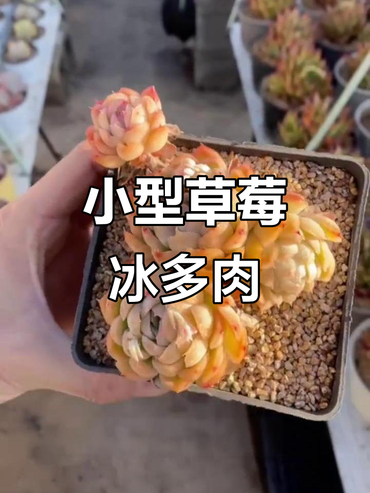 草莓冰多肉植物：小巧玲珑，秋冬变色更美