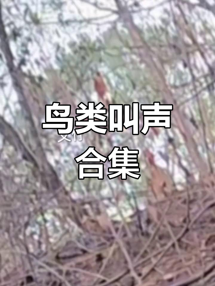 茶花鸡、野山鸡叫声,母鸡啼鸣,各种禽鸟声音大集合