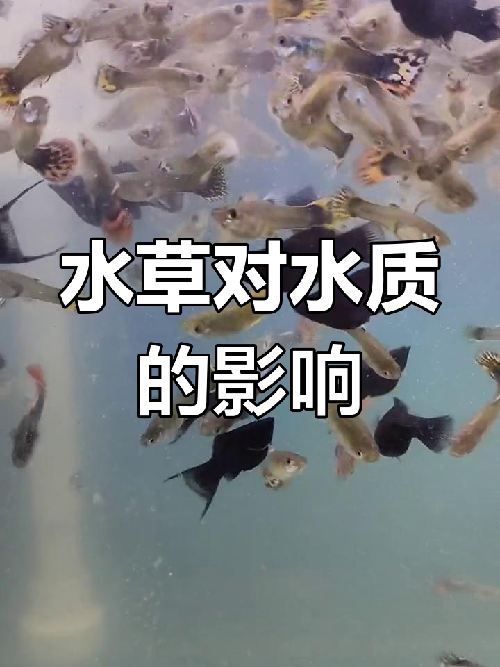 孔雀鱼与水草的生态关系