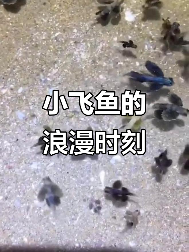 美丽带翅膀的小飞鱼,像极了爱情的美好瞬间